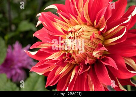 Dahlien sind in verschiedenen Farben, Formen und Größen erhältlich. Dies ist eine riesige rote und gelbe Dinnerplate Dahlia. Stockfoto