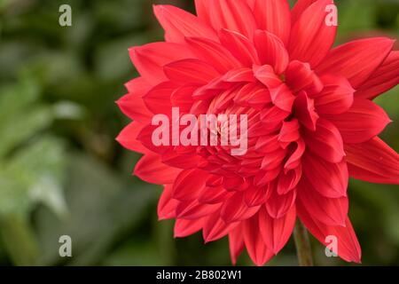 Dahlien sind in verschiedenen Farben, Formen und Größen erhältlich. Dies ist eine riesige leuchtend rote Dinnerplate Dahlia. Stockfoto