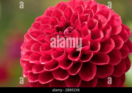 Dahlien sind in verschiedenen Farben, Formen und Größen erhältlich. Dies ist ein dunkelroter Ball Dahlia. Stockfoto