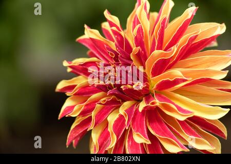 Dahlien sind in verschiedenen Farben, Formen und Größen erhältlich. Dies ist eine riesige gelbe und rote Dinnerplate Dahlia. Stockfoto