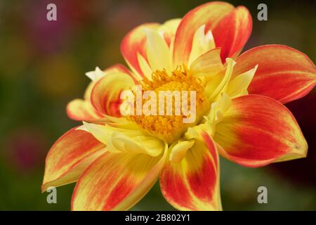 Dahlien sind in verschiedenen Farben, Formen und Größen erhältlich. Dies ist eine leuchtend orangefarbene und gelbe Collarette Dahlia. Stockfoto