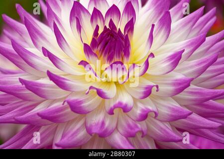 Dahlien sind in verschiedenen Farben, Formen und Größen erhältlich. Dies ist ein wunderschöner und atemberaubender Lavendel und gelber Halbkaktus Dahlia. Stockfoto