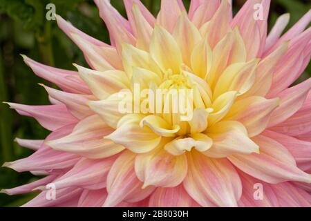 Dahlien sind in verschiedenen Farben, Formen und Größen erhältlich. Dies ist ein Lachs und gelber Halbkaktus Dahlia. Stockfoto