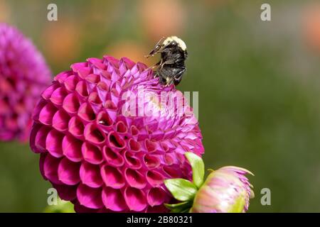 Eine gelbfarbene Bumble Bee (Bombus vosnesenskii) sitzt auf ihren Hinterbeinen auf einer schönen dunkelrosa Ball Dahlia zurück.