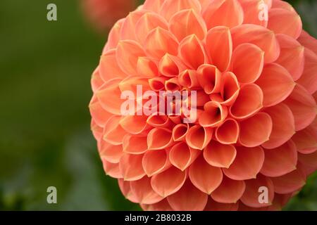 Dahlien sind in verschiedenen Farben, Formen und Größen erhältlich. Dies ist ein lachsfarbener Ball Dahlia. Stockfoto