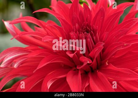 Dahlien sind in verschiedenen Farben, Formen und Größen erhältlich. Dies ist eine riesige dunkelrote Dinnerplate Dahlia. Stockfoto
