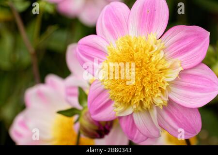 Dahlien sind in verschiedenen Farben, Formen und Größen erhältlich. Das ist eine petite und perky pinke und gelbe Single Dahlia. Stockfoto