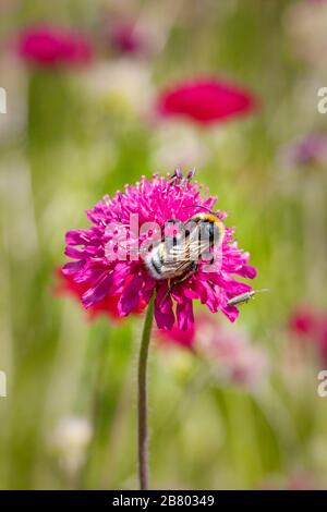Knautia macedonica Blume mit Biennährung Stockfoto