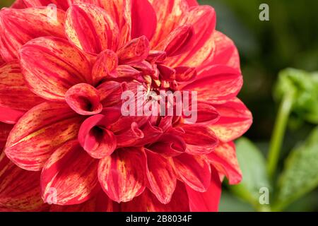 Dahlien sind in verschiedenen Farben, Formen und Größen erhältlich. Dies ist eine schöne rote und gelbe dekorative Dahlie. Stockfoto