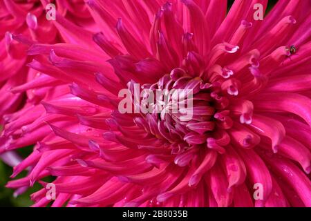 Dahlien sind in verschiedenen Farben, Formen und Größen erhältlich. Dies ist ein wunderschöner Halbkaktus Dahlia (dunkelrosa). Stockfoto
