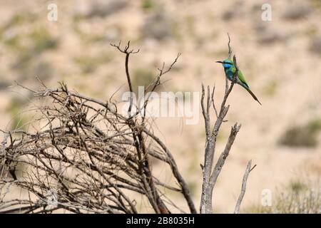 Grün Bienenfresser (Merops Orientalis) auf einem Ast, diese Vögel sind weit verteilen sich auf Afrika südlich der Sahara von Senegal und Gambia nach Äthiopien, Stockfoto