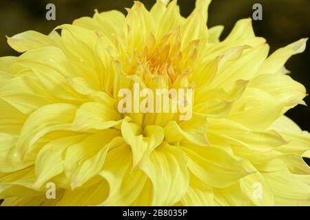 Dahlien sind in verschiedenen Farben, Formen und Größen erhältlich. Dies ist eine schöne leuchtend gelbe Dinnerplate Dahlia. Stockfoto