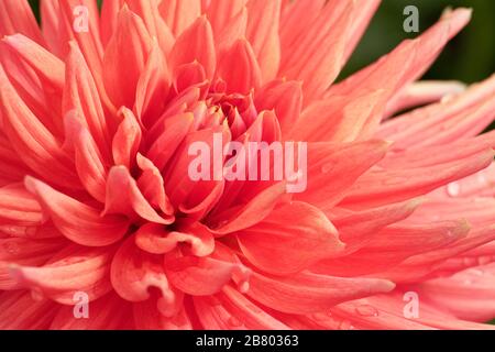 Dahlien sind in verschiedenen Farben, Formen und Größen erhältlich. Dies ist ein wunderschöner lachsfarbener Halbkaktus Dahlia. Stockfoto