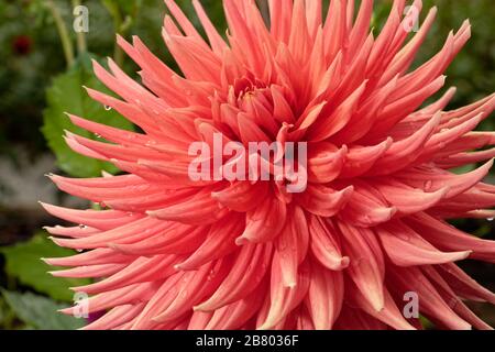 Dahlien sind in verschiedenen Farben, Formen und Größen erhältlich. Dies ist ein wunderschöner lachsfarbener Halbkaktus Dahlia. Stockfoto