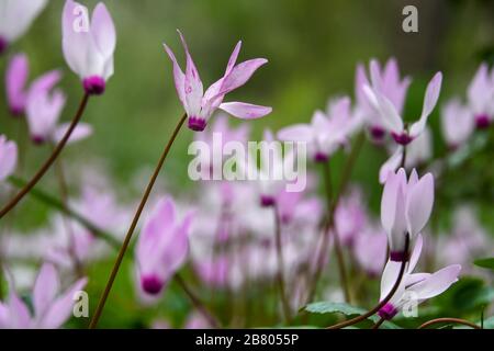 Ein Haufen Blühender persischer Violetten (Cyclamen persicum). Fotografiert in Israel im März. Stockfoto