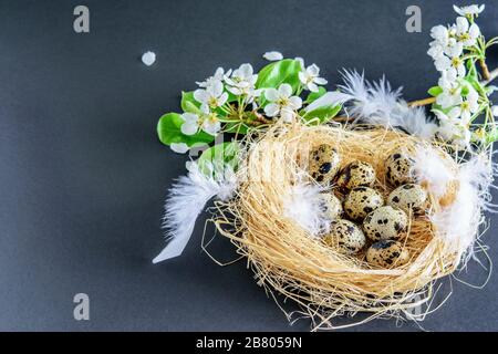 Ostern entdeckte Wachteleier im Gelege mit aufblühenden Ästen von Obstbaum und weißen Federn auf schwarzem Grund. Frühlingszeit, frohe ostern. Stockfoto