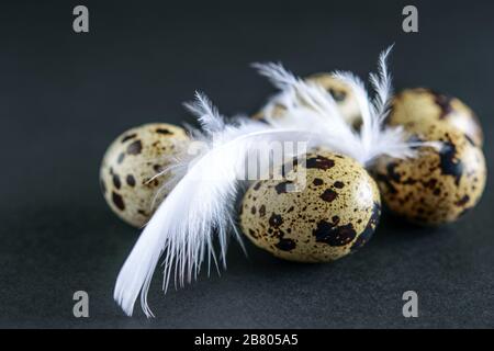 Gefleckte Wachteleier mit weißer Feder auf schwarzem Grund. Dunkler Modus, Tiefe, schwarze Textur. Stockfoto