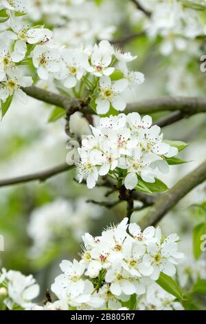 Weiße Blüte von Pyrus bretschneideri, ya Birne, Perle, Nashi Pear oder chinesische weiße Birne Stockfoto