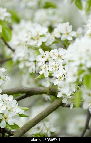 Weiße Blüte von Pyrus bretschneideri, ya Birne, Perle, Nashi Pear oder chinesische weiße Birne Stockfoto