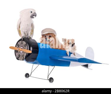 Kleine Hunde, Kakadus und Flugzeug vor weißem Hintergrund Stockfoto