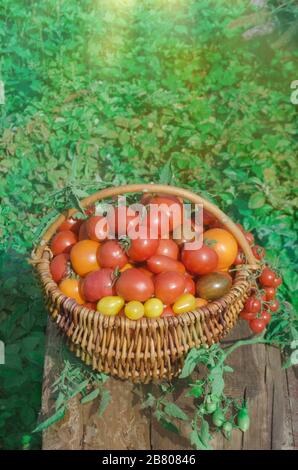 Tomatenmischung in einem Korb. Bunte Tomatenanordnung im Strickkorb. Rote Tomaten, gelbe Tomaten, orangefarbene Tomaten. Stockfoto