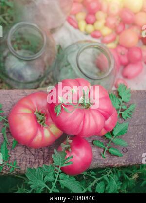 Glasgefäße mit hausgemachten, konservierten Tomaten im Freien. Rosafarbene Rindertomate Stockfoto