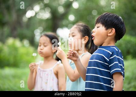 Drei chinesische Kinder blasen mit dem Dandelion auf Gras Stockfoto