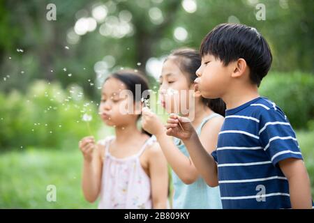 Drei chinesische Kinder blasen mit dem Dandelion auf Gras Stockfoto