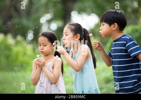 Drei chinesische Kinder blasen mit dem Dandelion auf Gras Stockfoto