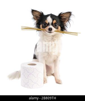 Chihuahua hält Spaghetti im Mund vor einer toilettenpapierrolle auf weißem Hintergrund Stockfoto