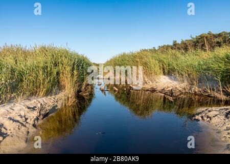 Entwässerungskanal an der Ostseeküste bei Darss in Deutschland mit Schilf, Gras und blauem Himmel Stockfoto