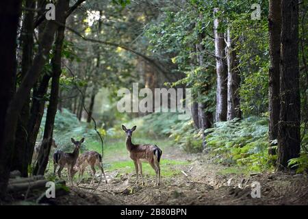 ROE-Rehe in einer Waldlichtung im Morgengrauen. Stockfoto