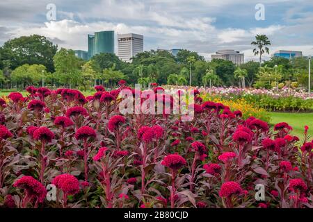 Schöne und bunte Kakerenblumen im Vachirabenjatas Park in Chatuchak, Bangkok, Thailand Stockfoto