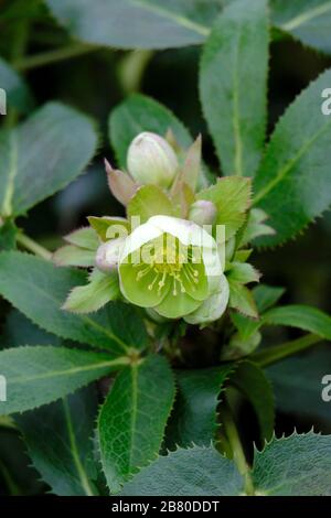 Hellebores mit Grünblüten (Helleborus viridis) blüht im Spätwinter in Sussex, England, Großbritannien Stockfoto