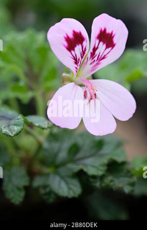 Eine einzige Blüte aus dem früh blühenden Pelargonium 'Royal Oak' im März Stockfoto