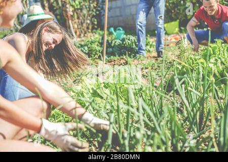 Freundliches Team, das frisches Gemüse im gemeinschaftlichen Gewächshausgarten erntet - fröhliche junge Leute bei der Arbeit sammeln organische Zwiebeln und Knoblauch - konzentrieren sich Stockfoto