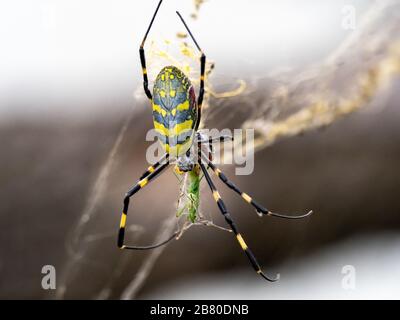 Eine japanische Joro-Spinne, eine Art goldener Orangenweber, Trichonephila clavata, ernährt sich von einer kleinen Heuschrecke in einem Wald in der Nähe von Yokohama, Japan. Stockfoto