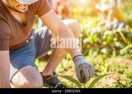 Das Arbeitsteam erntet frisches Gemüse im gemeinschaftlichen Gewächshausgarten - zufriedene Landwirte, die organische Zwiebeln und Knoblauch aufgreifen - Fokus o Stockfoto