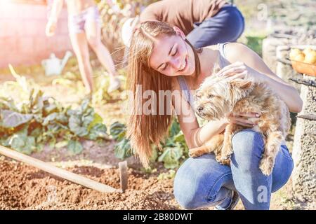 Freundliches Team, das frisches Gemüse im Garten des Gewächshauses erntet - fröhliche junge Leute spielen mit ihrem Hund, während sie im Sommer in der Gemeinde arbeiten Stockfoto