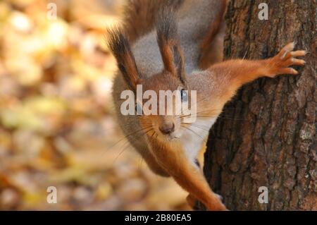 Porträt des eurasischen Rothörnchens auf Baum im Park. Stockfoto