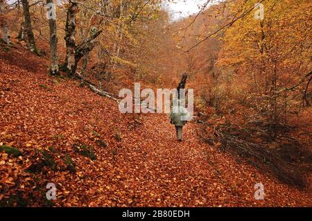 Junge Frau, die an regnerischen Tagen auf dem Waldweg der Buche einen grünen Regenmantel trägt Stockfoto