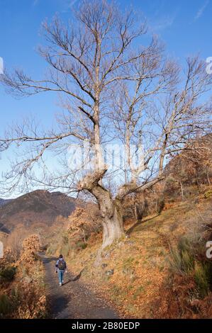 Junge Frau mit Rucksack auf dem Weg mit jahrhundertealtem Kastanienbaum in der Mitte des Rahmens Stockfoto