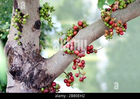 Reife Früchte des Feigenfruchtwaldes, Ficus Racemosa, Fig. Baumnatur, Fig. roter und grüner thailändischer asiatischer Obstwald Stockfoto