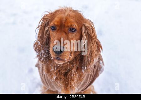 Süßes goldenes Hundeporträt im Schnee Stockfoto