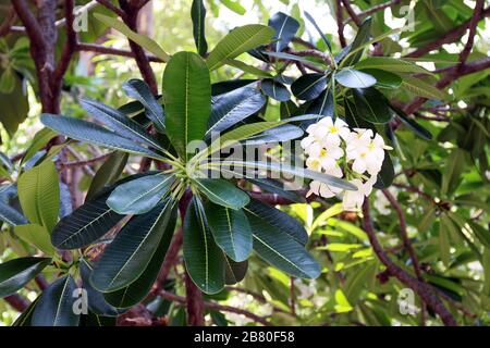 Blatt Plumeria weiß auf Baum Stockfoto