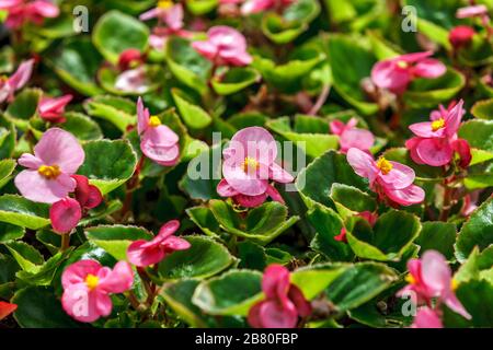 Rosa Wachsbettelei (fiboröse Bettonie) im Garten-Detail Stockfoto