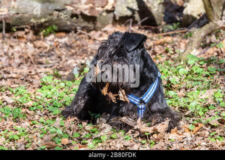 Schwarze niedliche Miniatur Schnauzer in einem Park Stockfoto