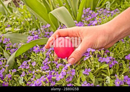 Ostereierjagd. Hand- und ostereier versteckt im frischen grünen Gras. Stockfoto