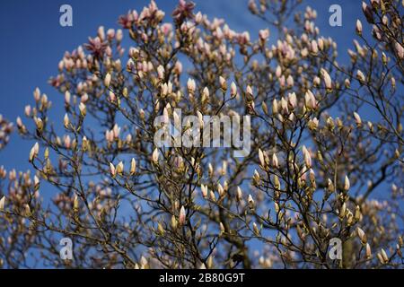 Im Frühling blüht ein weiter Schuss zart-weißer, rosafarbener Magnolie am Magnolienbaum Stockfoto