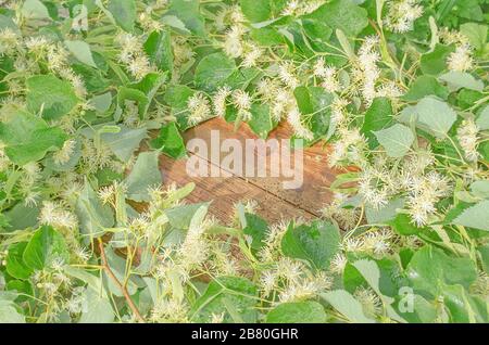 Lindenblüten auf Holzgrund. Blumen und Blätter der Linde schließen sich Stockfoto